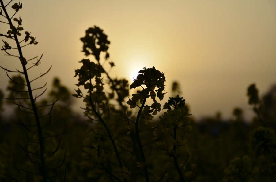 DSC_0376.JPG