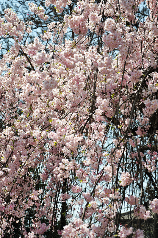 DSC_01161.jpg