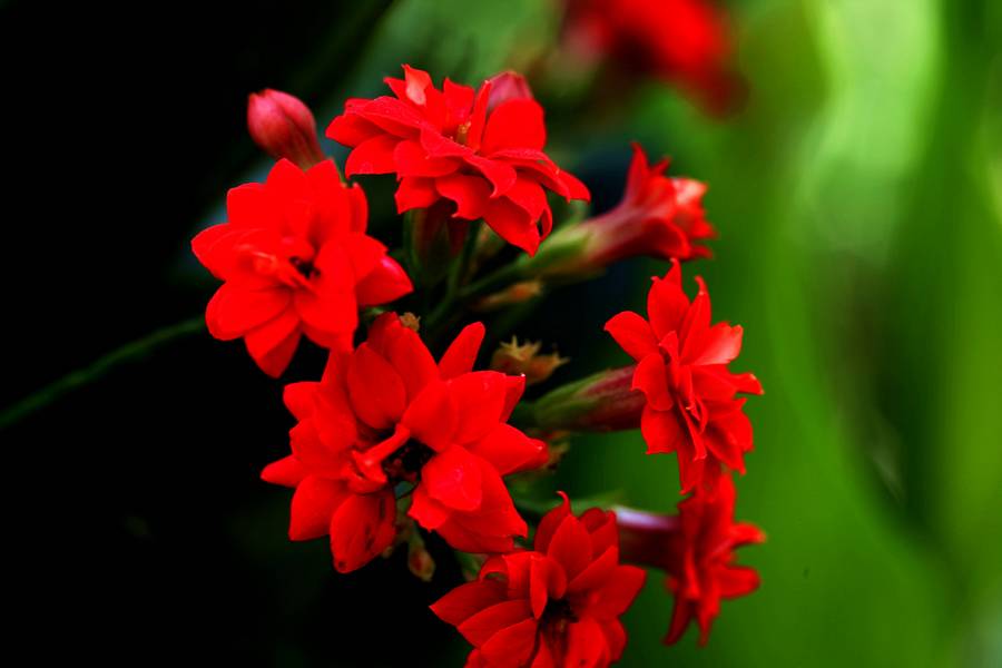 花卉集锦 002.JPG