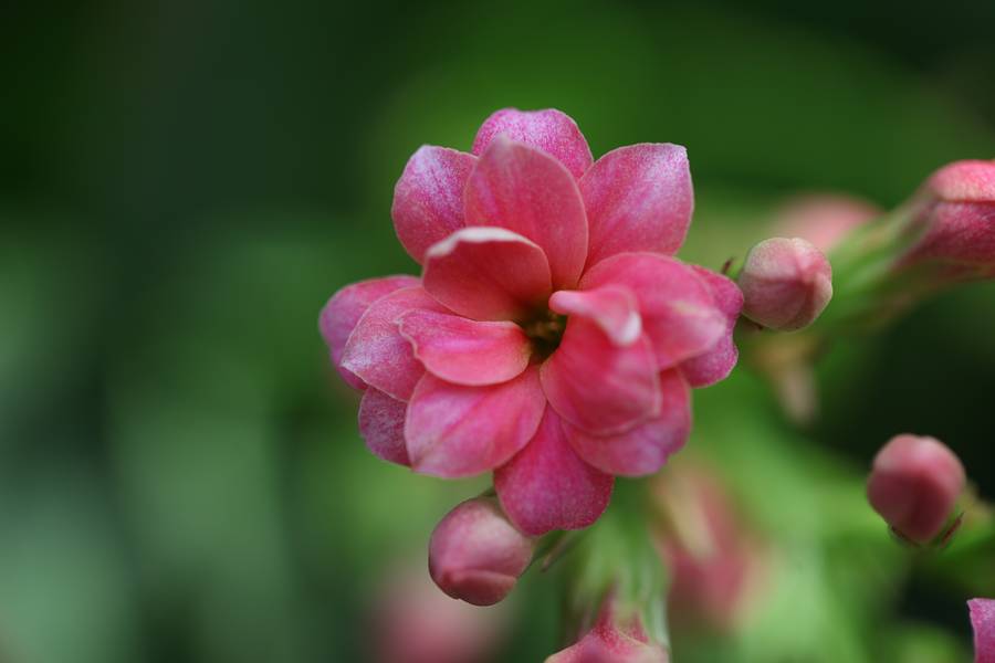 花卉集锦 087.JPG