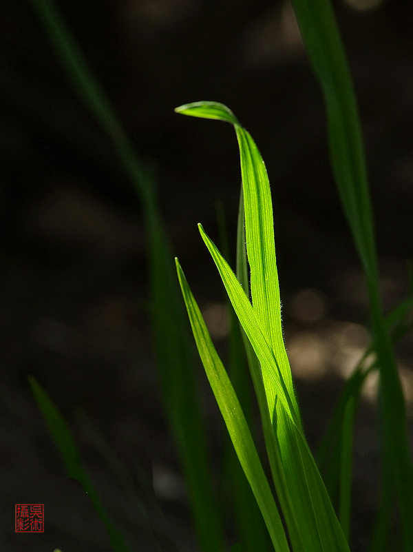 草05.jpg