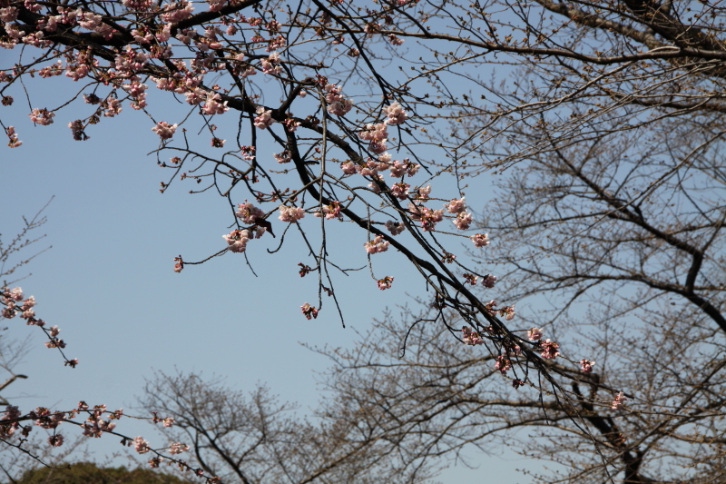 DPP_0215.JPG