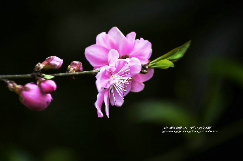 _DSC5516j_副本.JPG