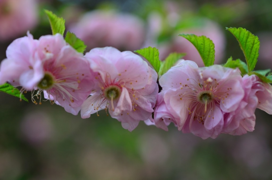DSC_0102.jpg