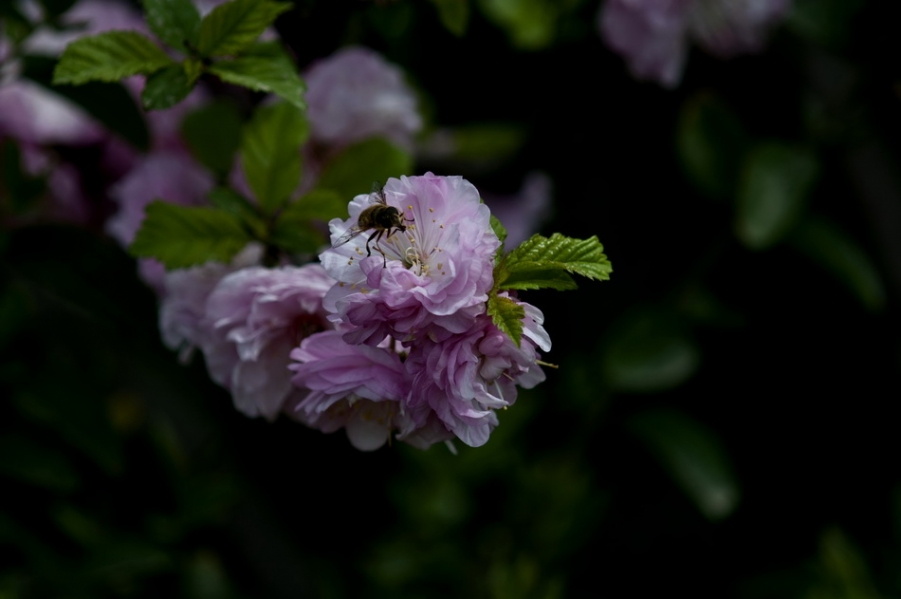 DSC_4230_调整大小.jpg