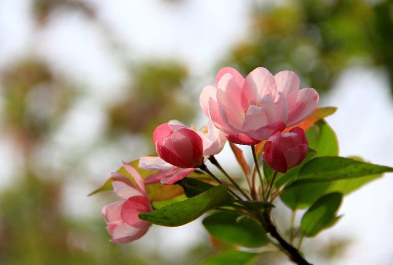 海棠花 042.jpg