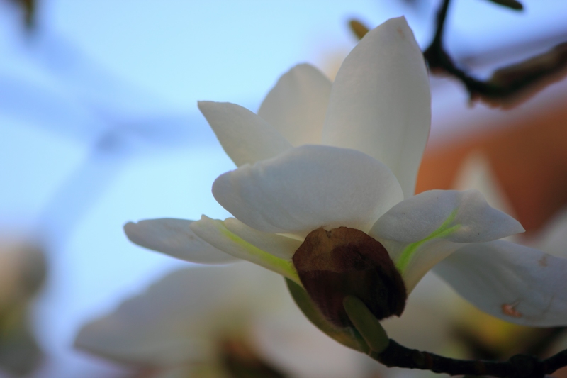 nEO_IMG_玉兰1.jpg