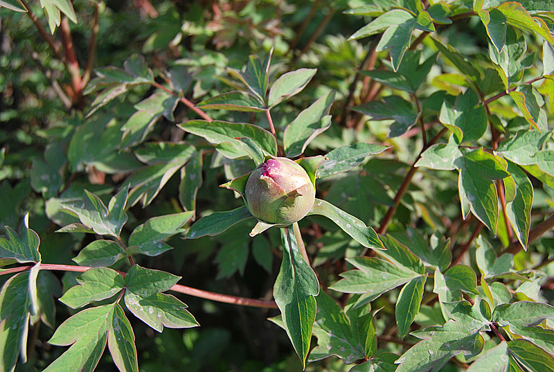 DSC_0822.jpg