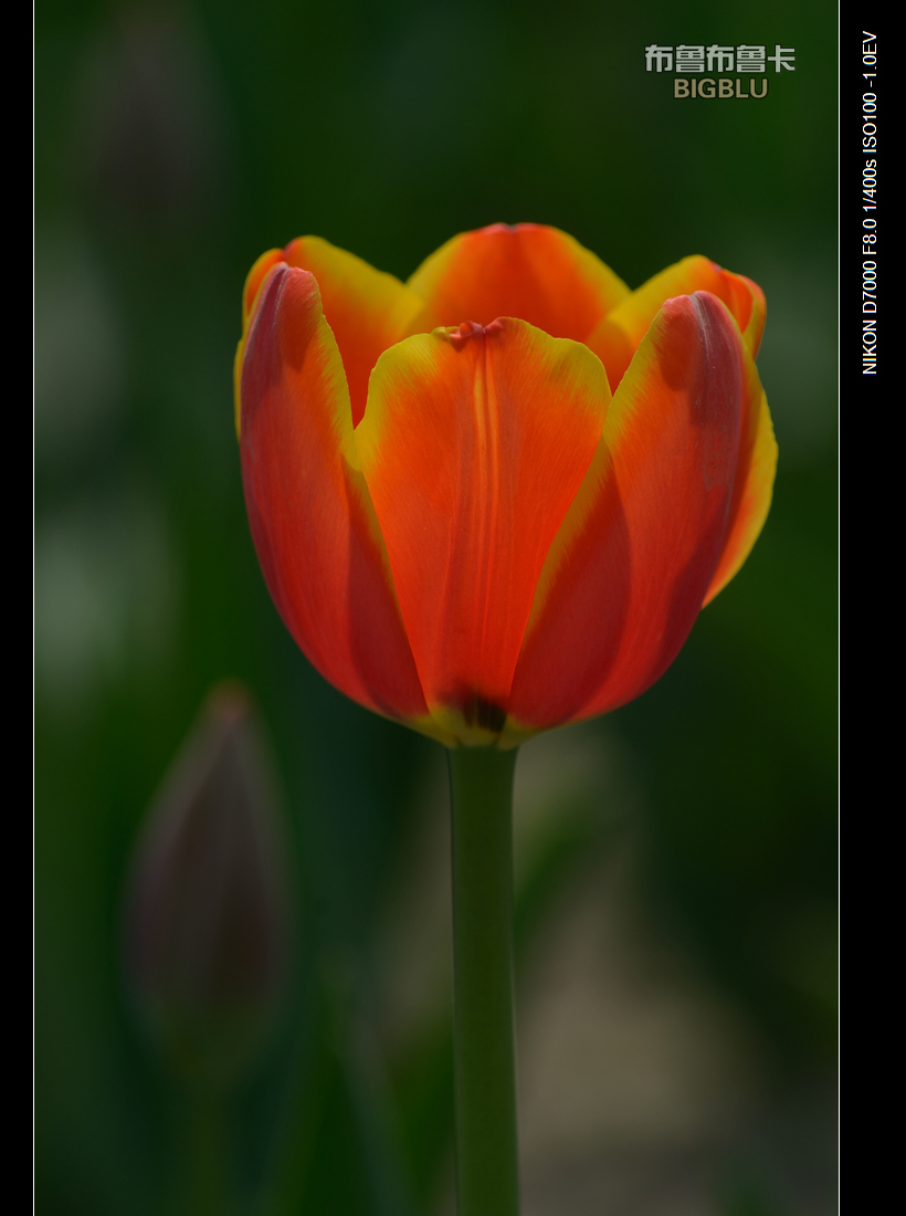 DSC_4725.jpg