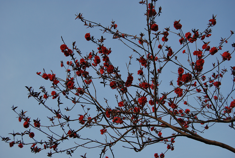 DSC_0915.jpg