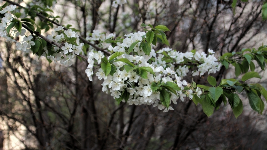 nEO_IMG_鲜花盛开的小区600d-2035L24.jpg