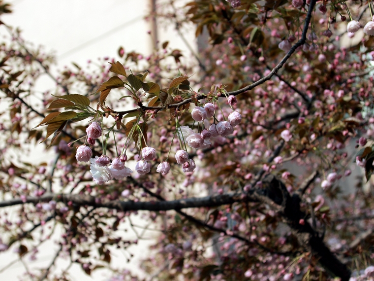 nEO_IMG_鲜花盛开的小区600d-2035L30.jpg