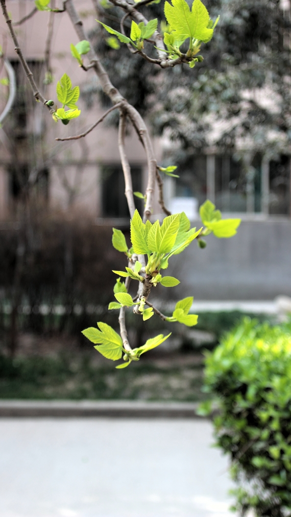 nEO_IMG_鲜花盛开的小区600d-2035L35.jpg