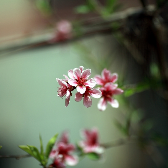 nEO_IMG_鲜花盛开的小区5d2-135L02.jpg
