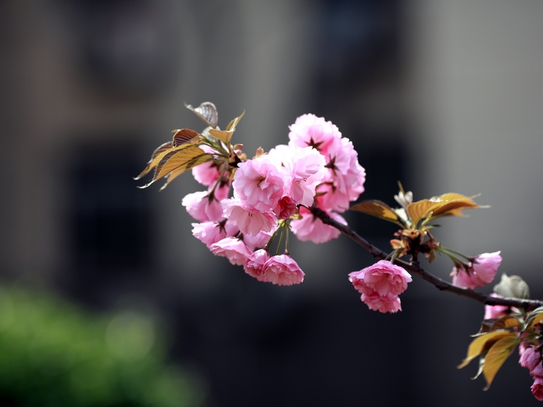 nEO_IMG_鲜花盛开的小区5d2-135L03.jpg