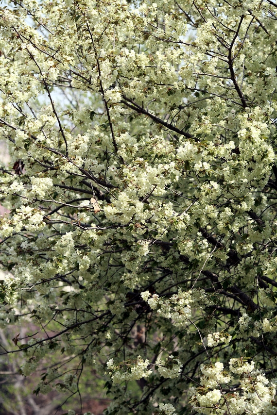 nEO_IMG_鲜花盛开的小区5d2-135L07.jpg