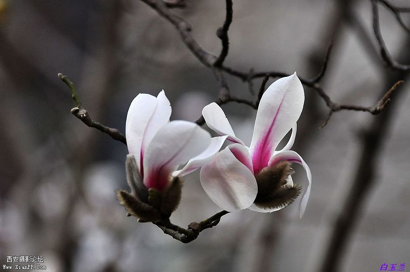 白玉兰花12