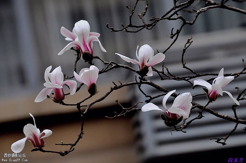 白玉兰花8