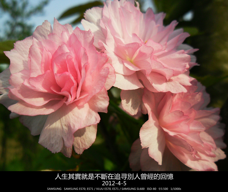 SAM_2986_副本.jpg
