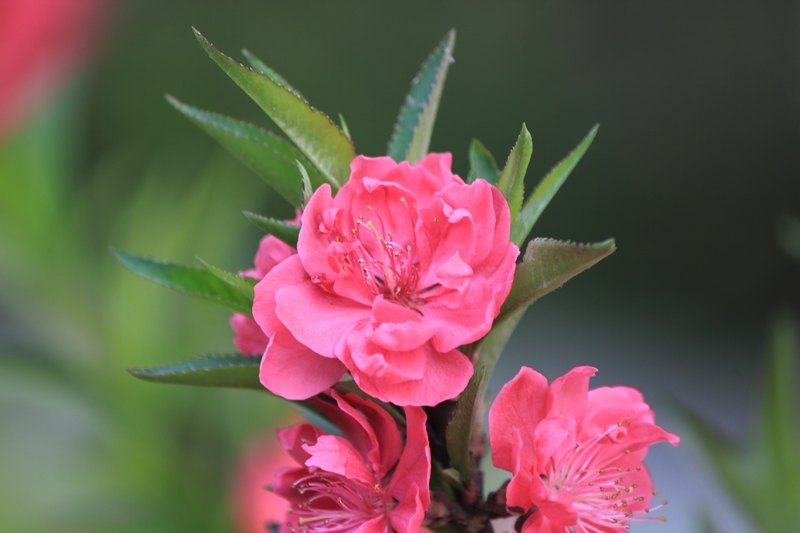 nEO_IMG_桃花1.jpg