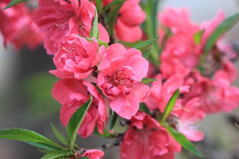 nEO_IMG_桃花2.jpg