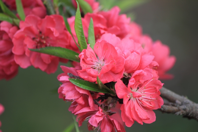 nEO_IMG_桃花9.jpg