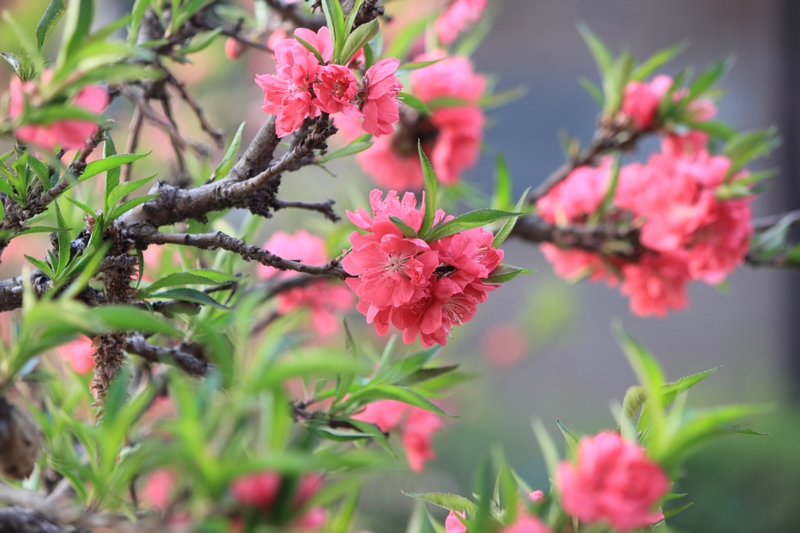 nEO_IMG_桃花14.jpg