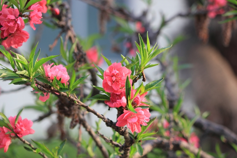 nEO_IMG_桃花25.jpg