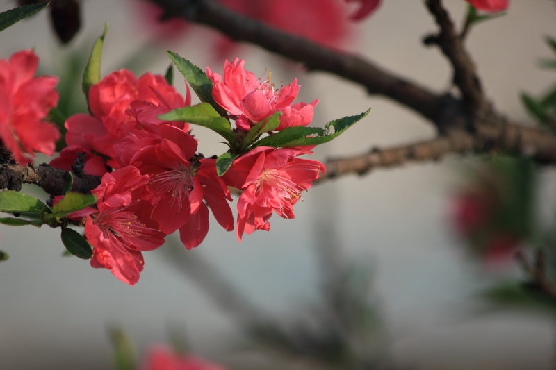 nEO_IMG_桃花26.jpg