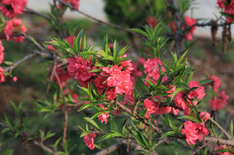 nEO_IMG_桃花29.jpg