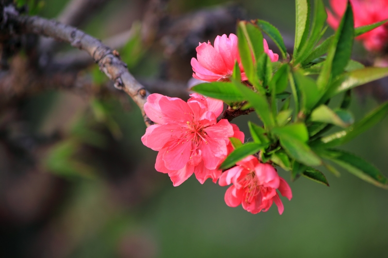nEO_IMG_桃花30.jpg