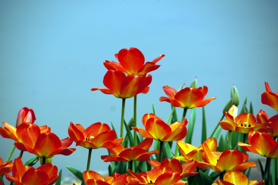 DSC04431.jpg