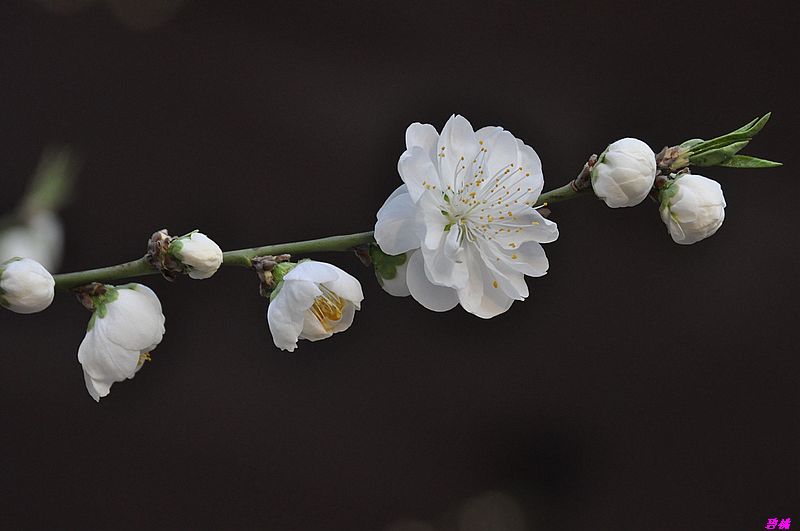 碧桃花