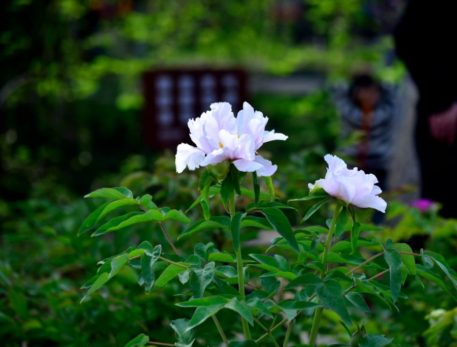DSC_0118.JPG
