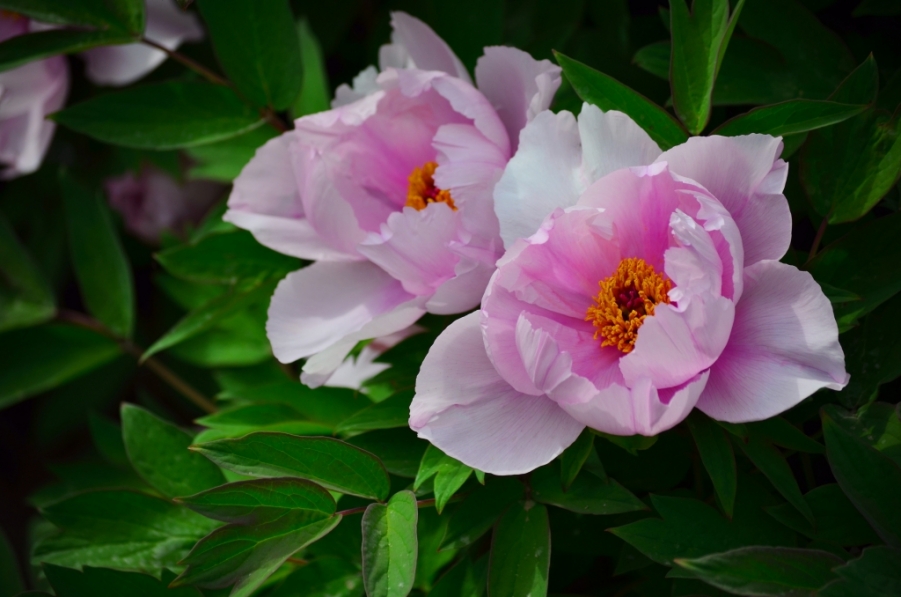 DSC_0037.JPG