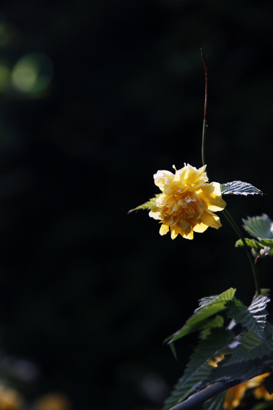 _MG_7611.jpg