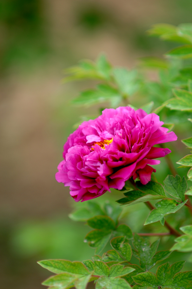 DSC_0058.JPG