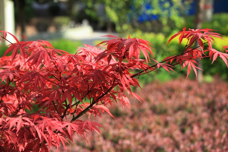 nEO_IMG_花草24.jpg