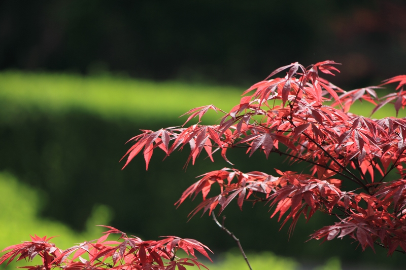 nEO_IMG_花草46.jpg