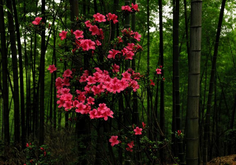 DSC_0019.jpg
