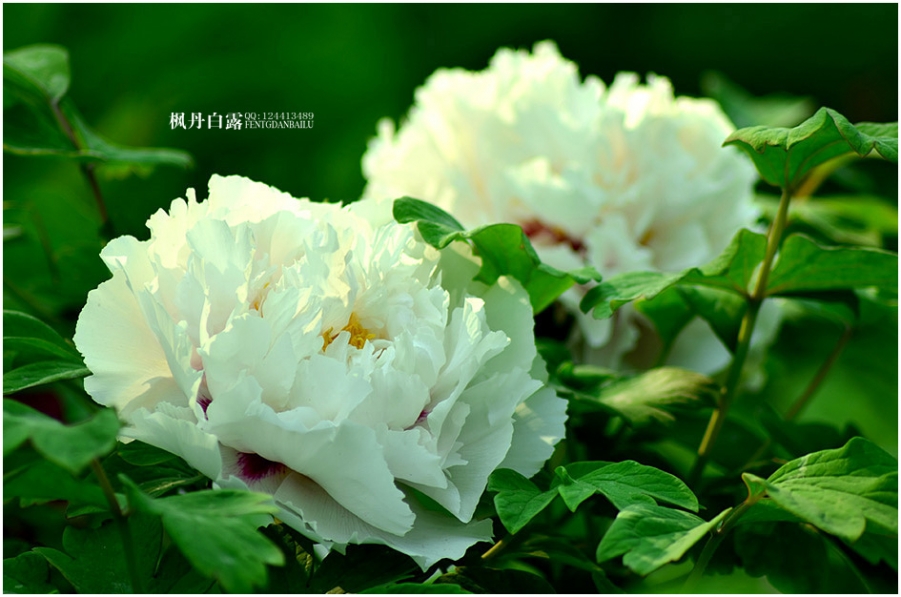 DSC_8635.jpg