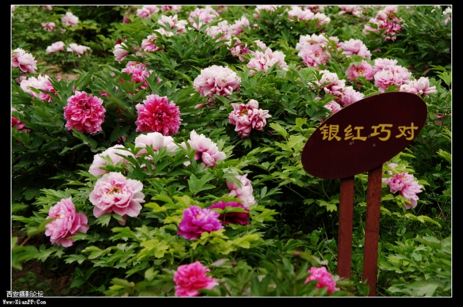 IMGP8483.jpg