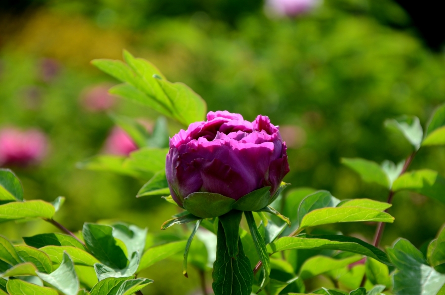 LYX_0190.JPG