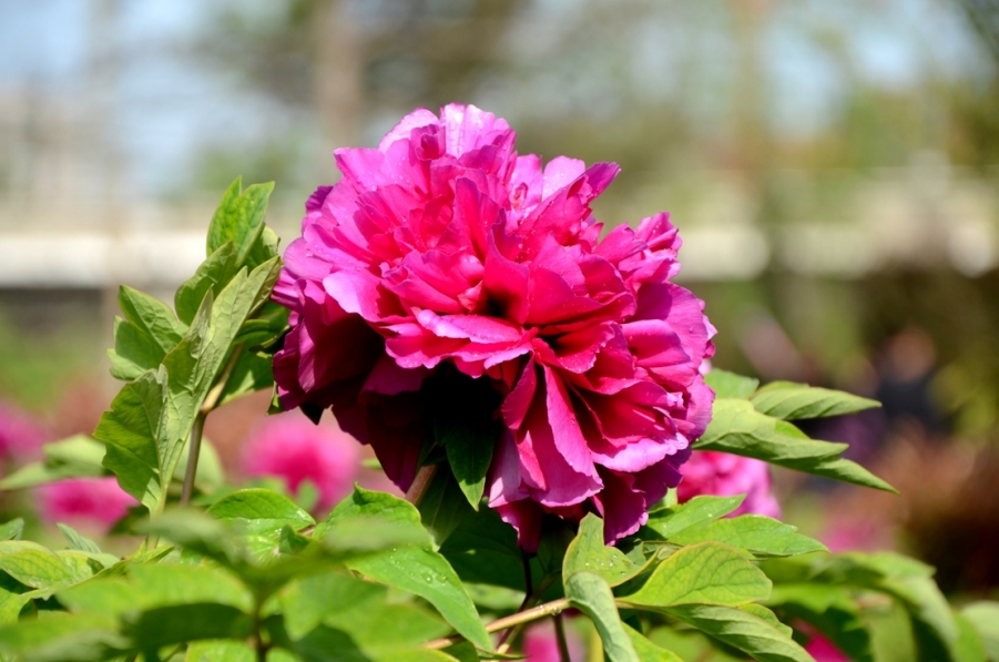 LYX_0634.JPG