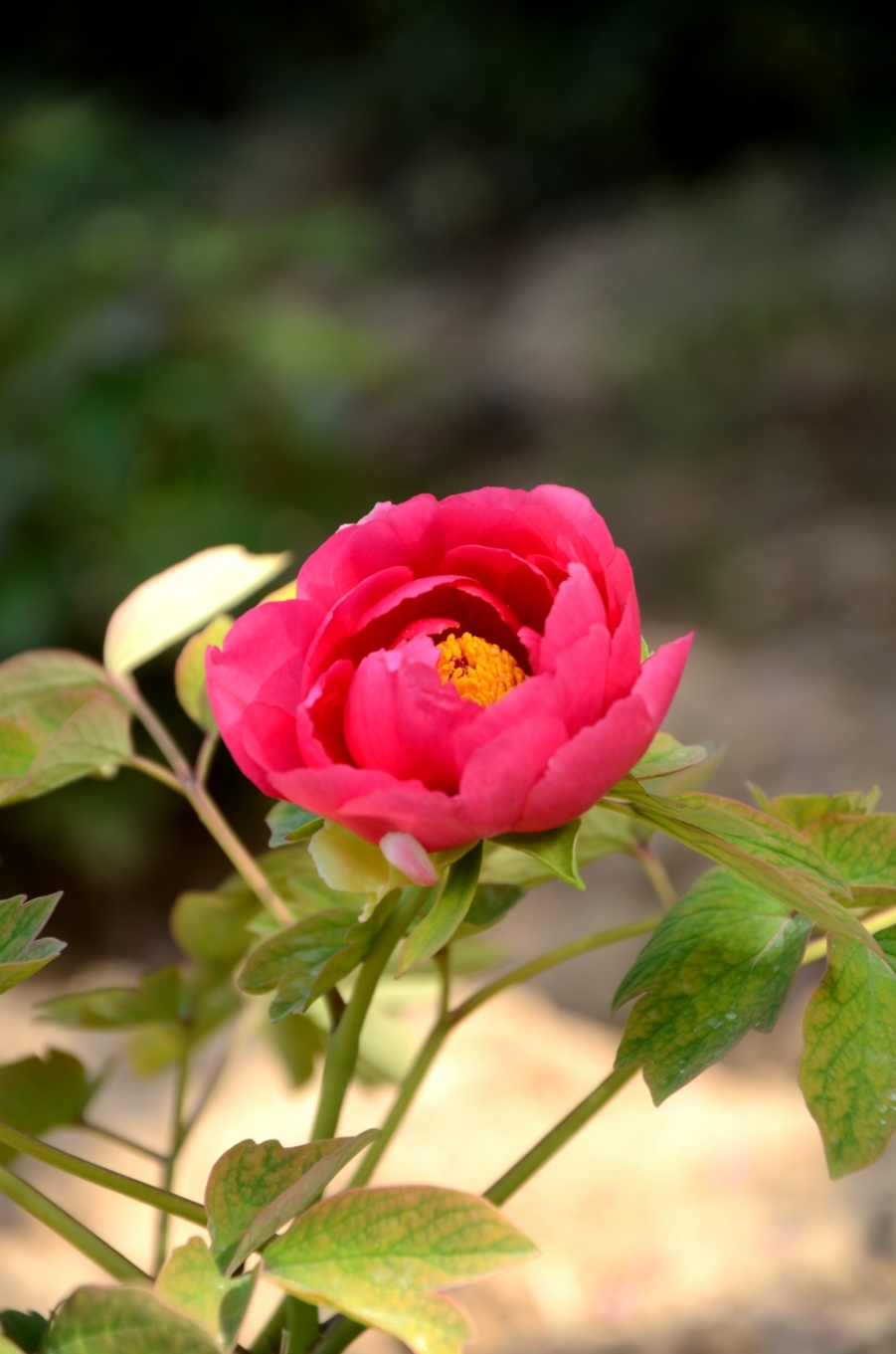 LYX_0653.JPG