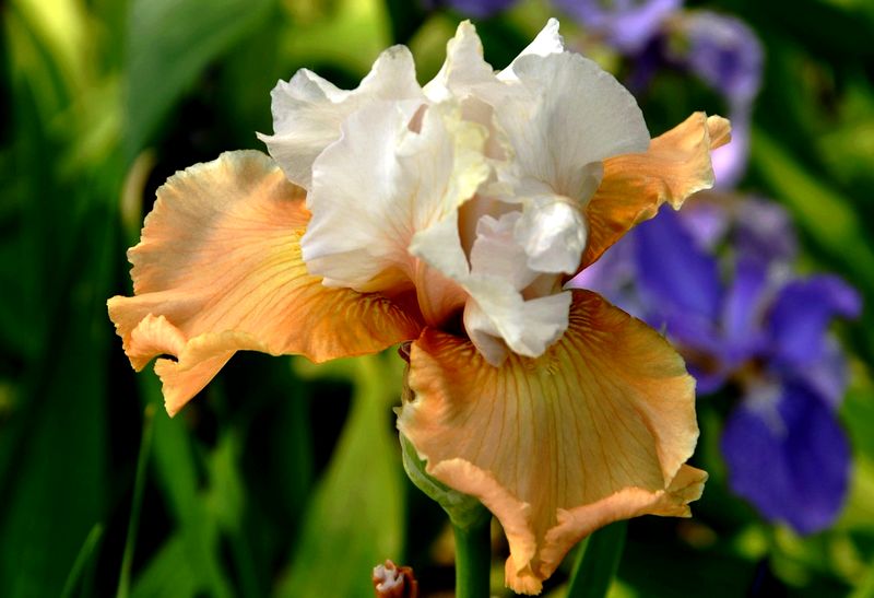 DSC_0082.JPG