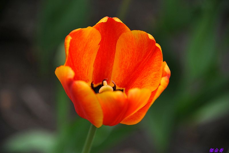 0SC_9070.jpg