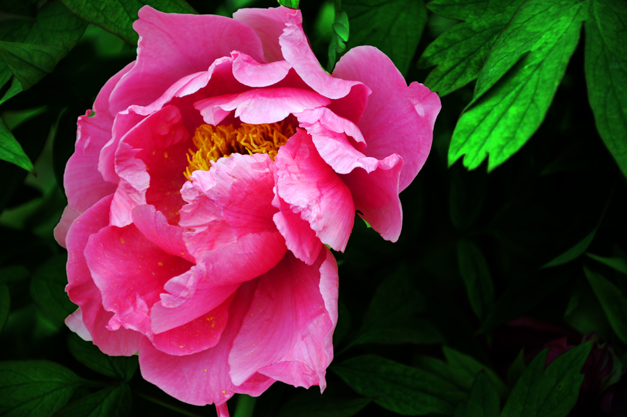 DSC_0762.JPG