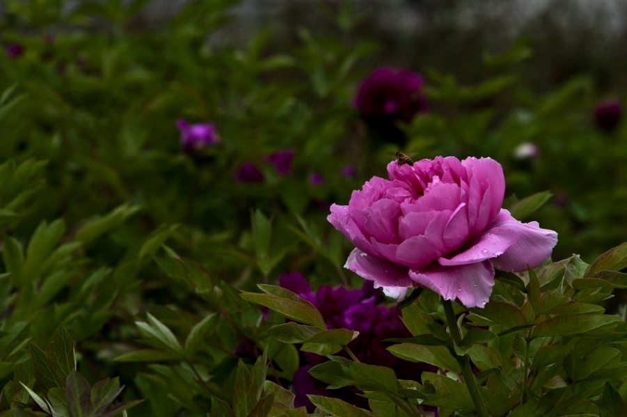 DSC_4487_调整大小.jpg