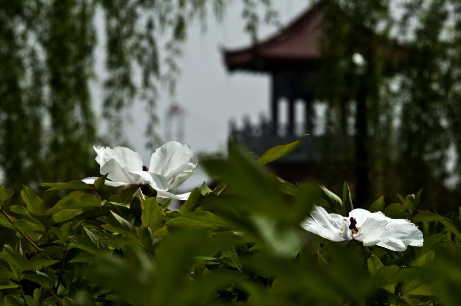 DSC_4526_调整大小.jpg